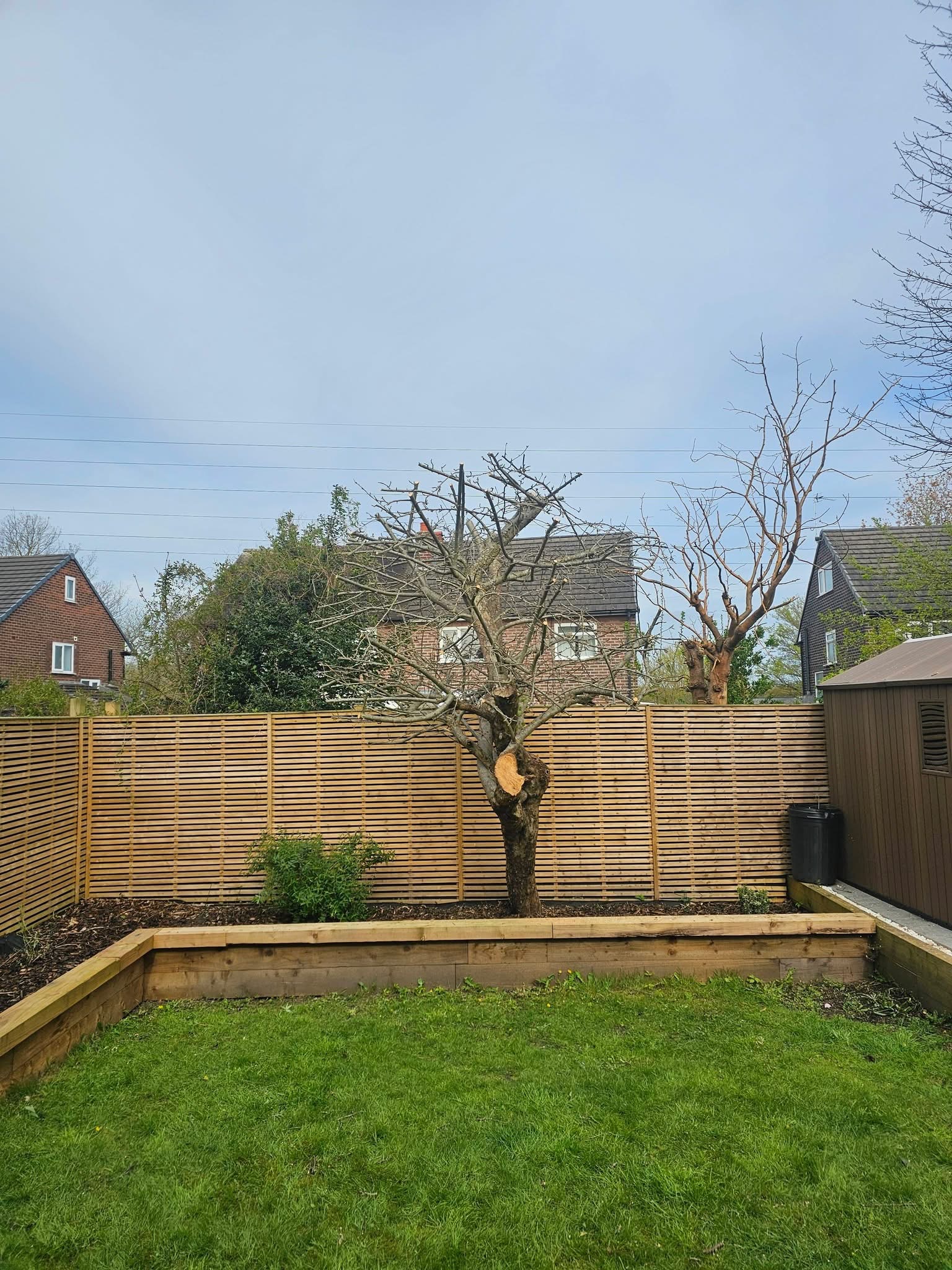 Garden tree after pruning