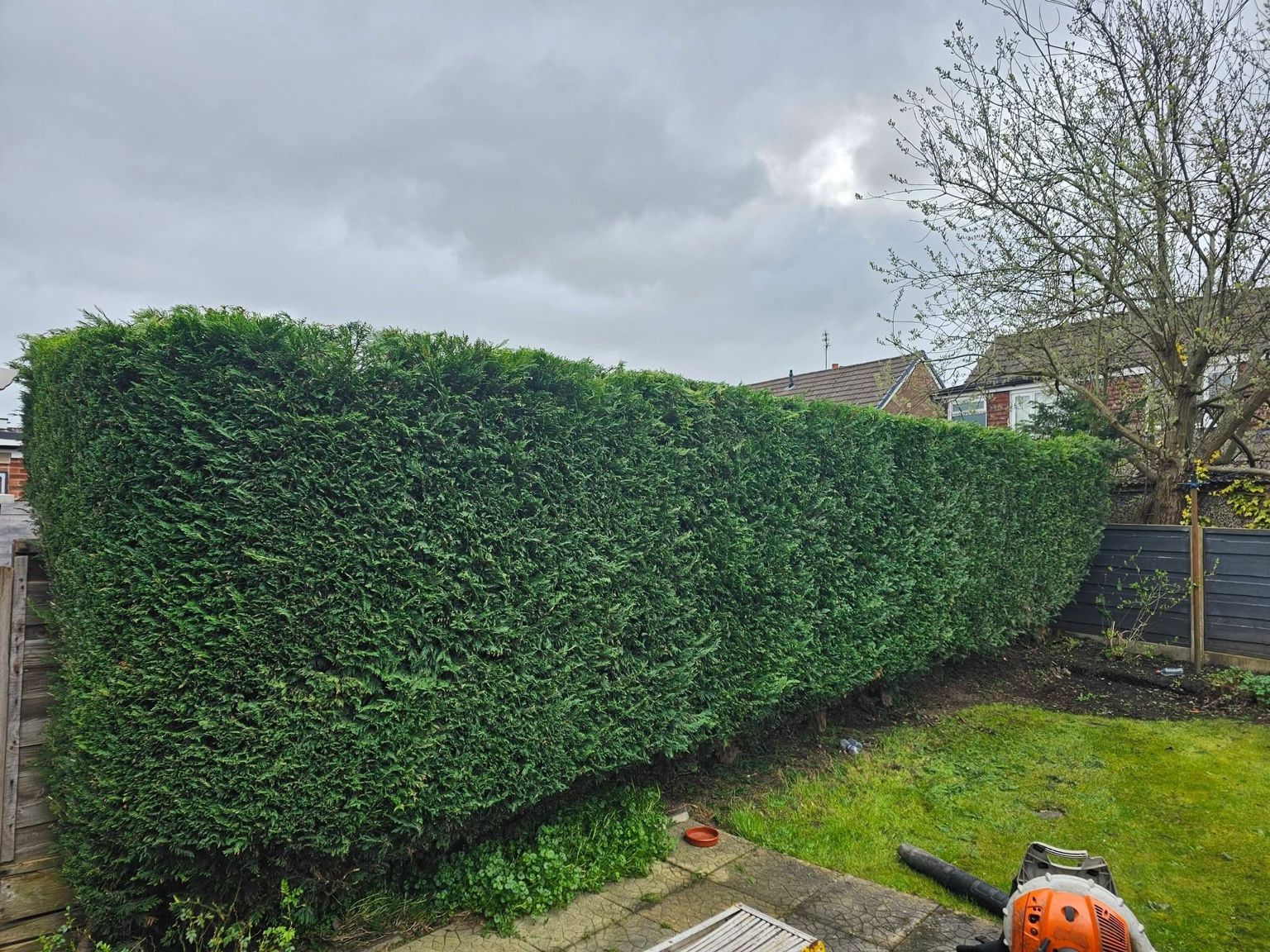 Trimmed hedge
