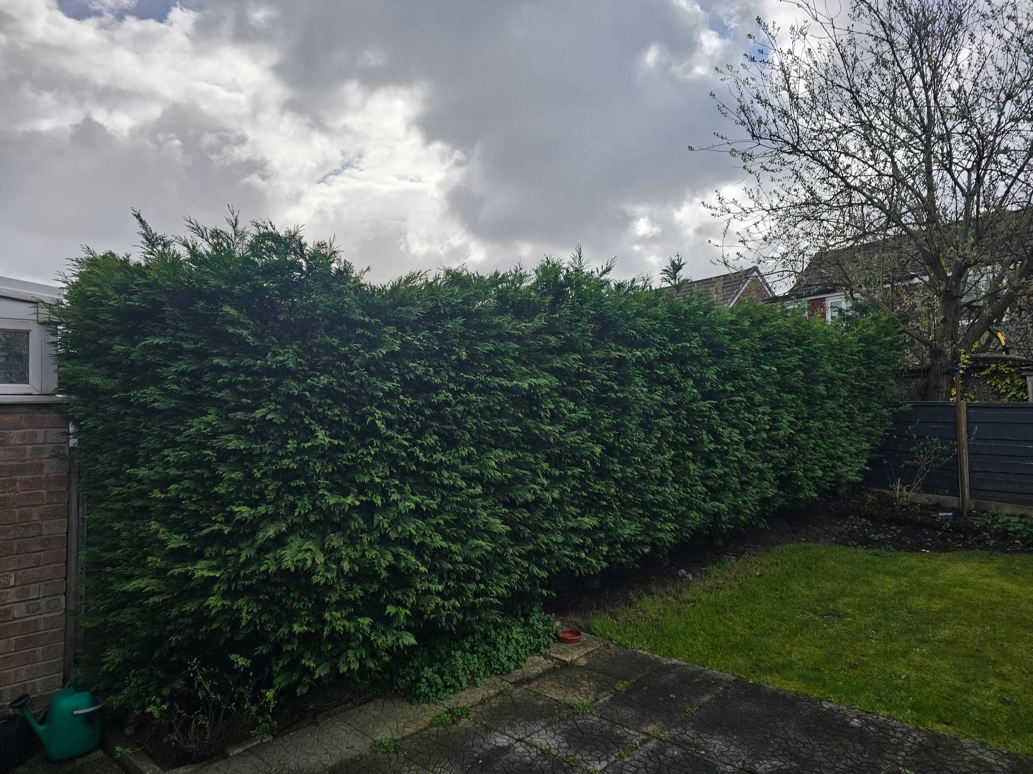 Large conifer hedge