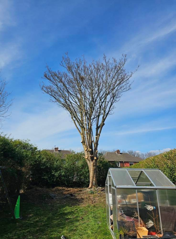 Tree work completed