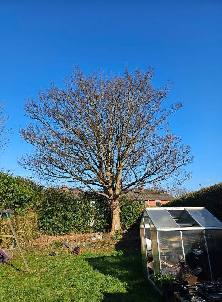 Mature garden tree