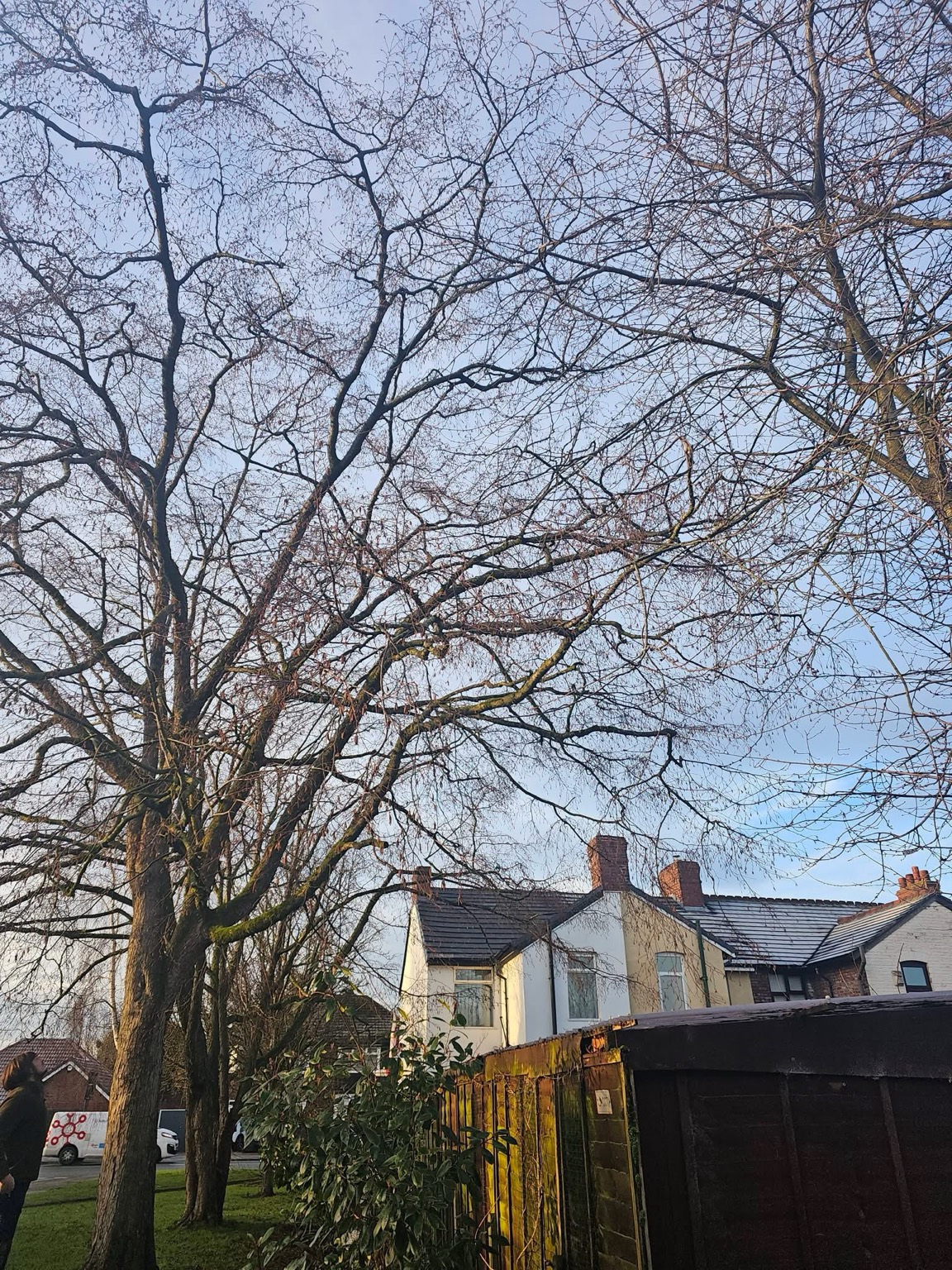 Reduced tree