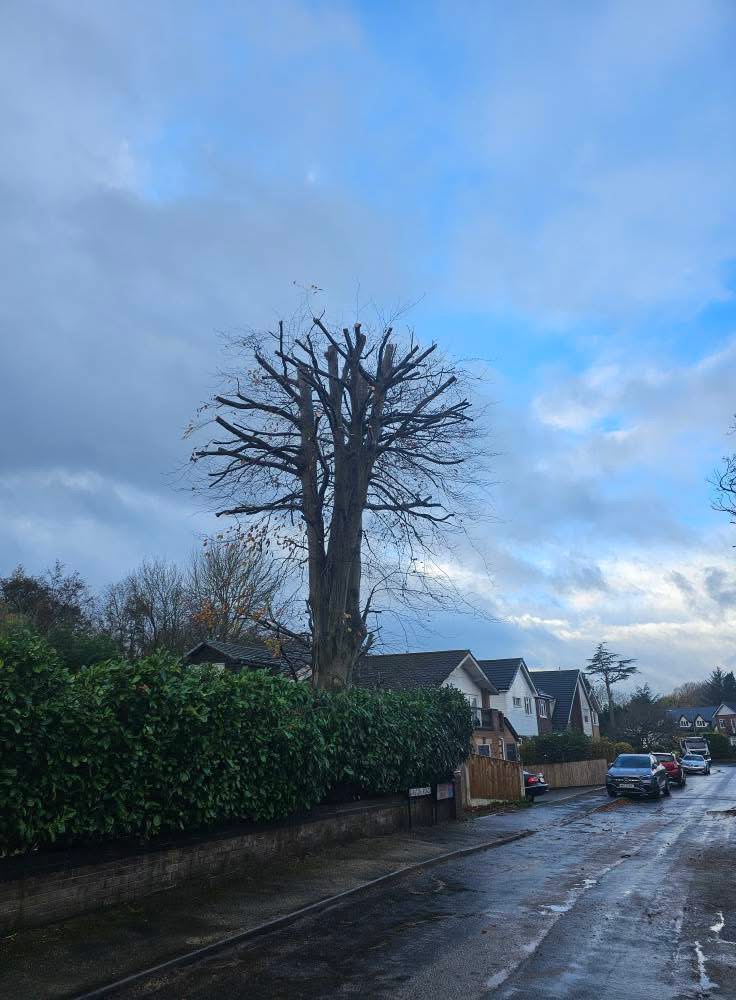 Pollarded mature tree