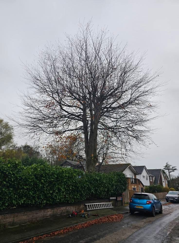 Street tree before pollarding